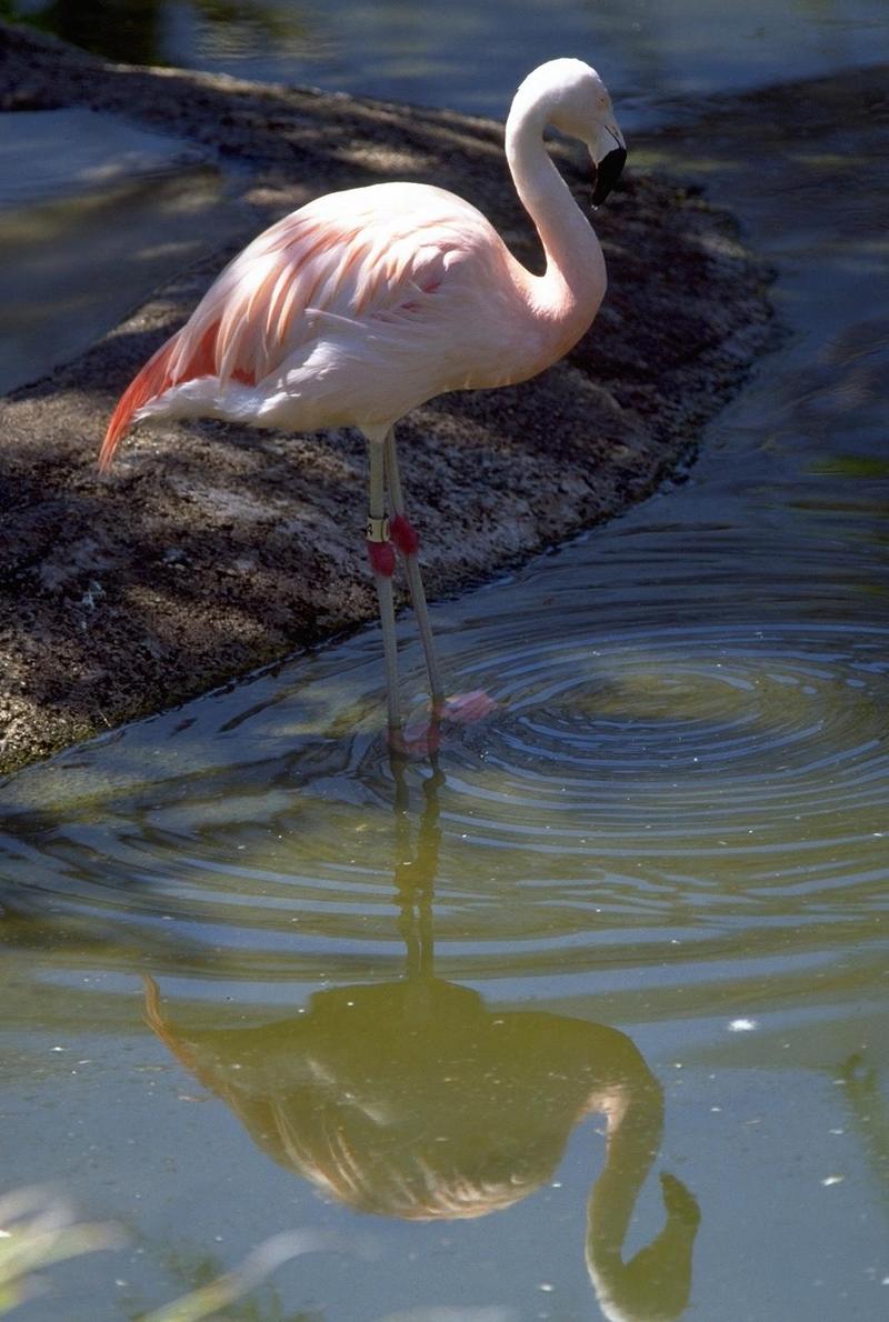 Flamingo {!--홍학--> (Phoenicopterus sp.).; DISPLAY FULL IMAGE.