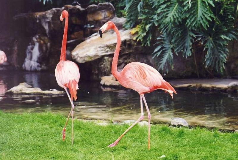 Flamingo {!--홍학--> (Phoenicopterus sp.).; DISPLAY FULL IMAGE.