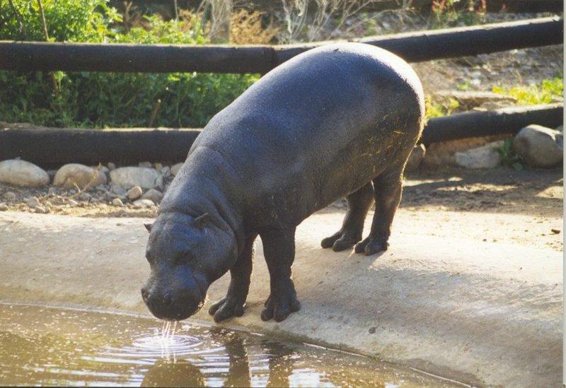 Pygmy Hippo (Choeropsis liberiensis) {!--애기하마, 피그미하마-->; DISPLAY FULL IMAGE.