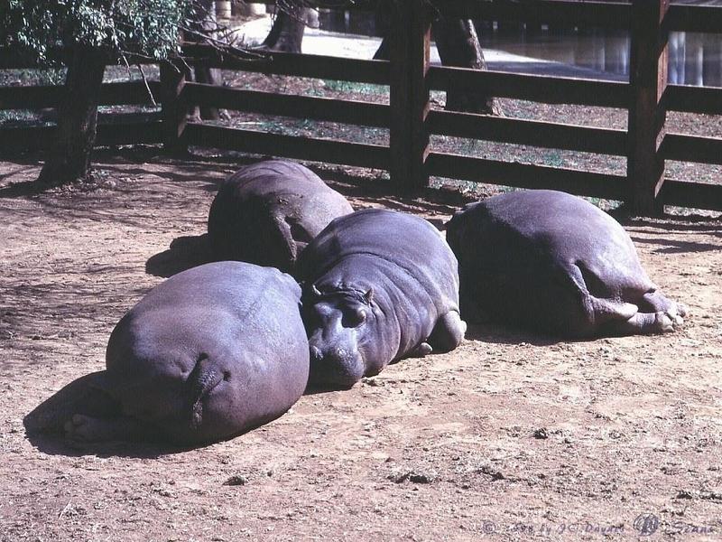 River Hippos (Hippopotamus amphibius){!--하마-->; DISPLAY FULL IMAGE.