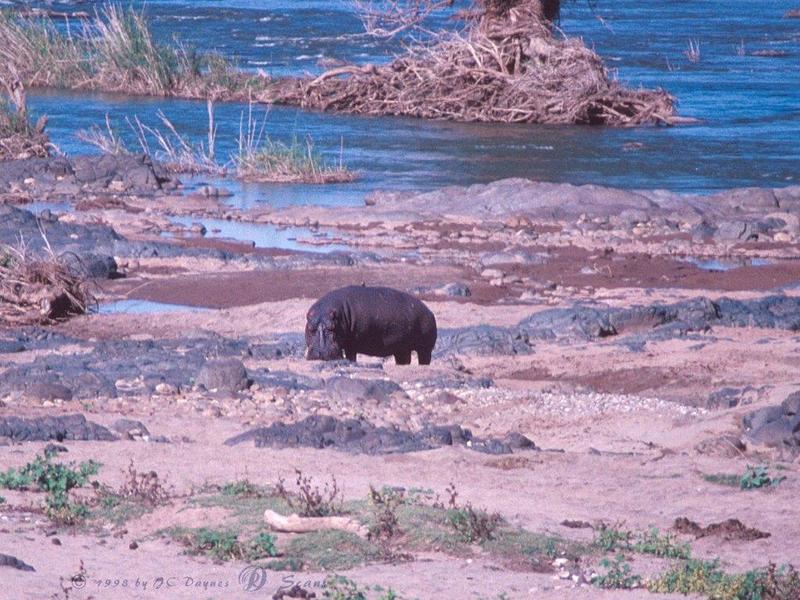 River Hippo (Hippopotamus amphibius){!--하마-->; DISPLAY FULL IMAGE.