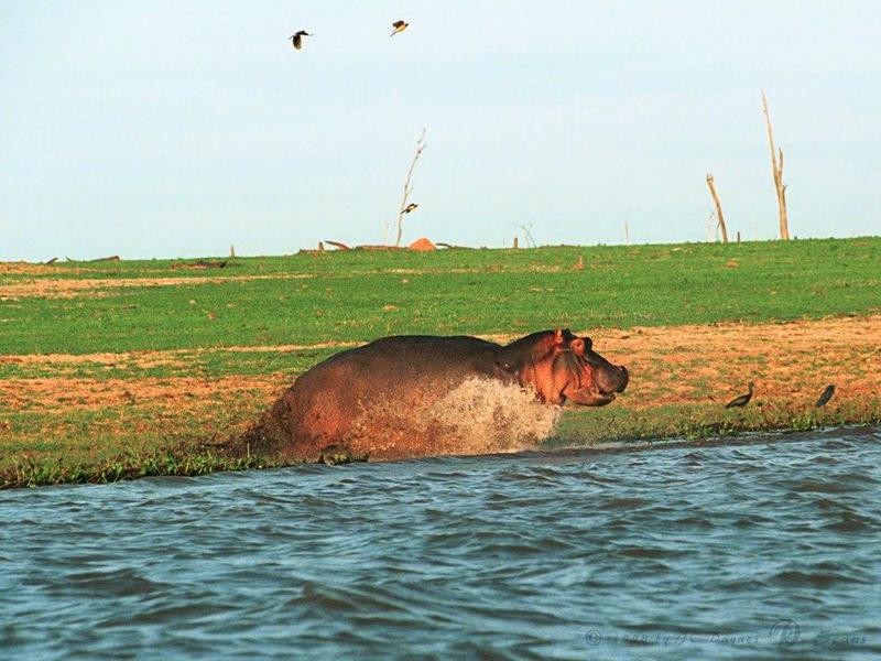 River Hippo (Hippopotamus amphibius){!--하마-->; DISPLAY FULL IMAGE.