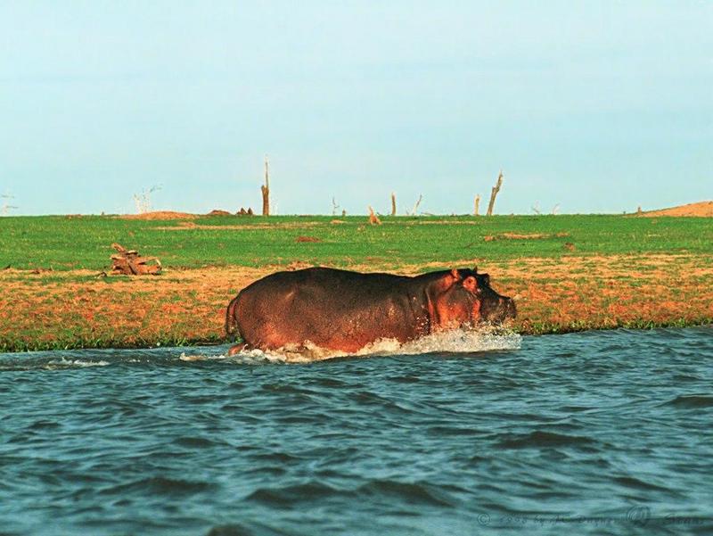 River Hippo (Hippopotamus amphibius){!--하마-->; DISPLAY FULL IMAGE.