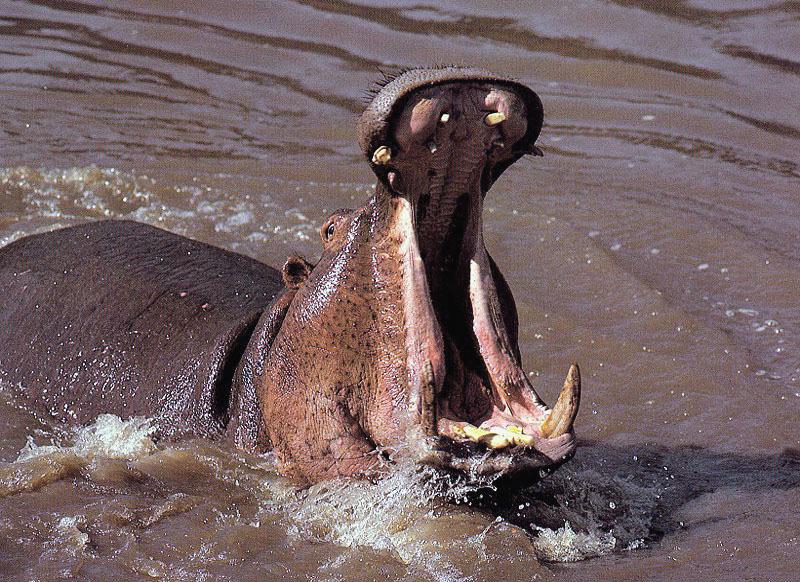 River Hippo (Hippopotamus amphibius){!--하마-->; DISPLAY FULL IMAGE.