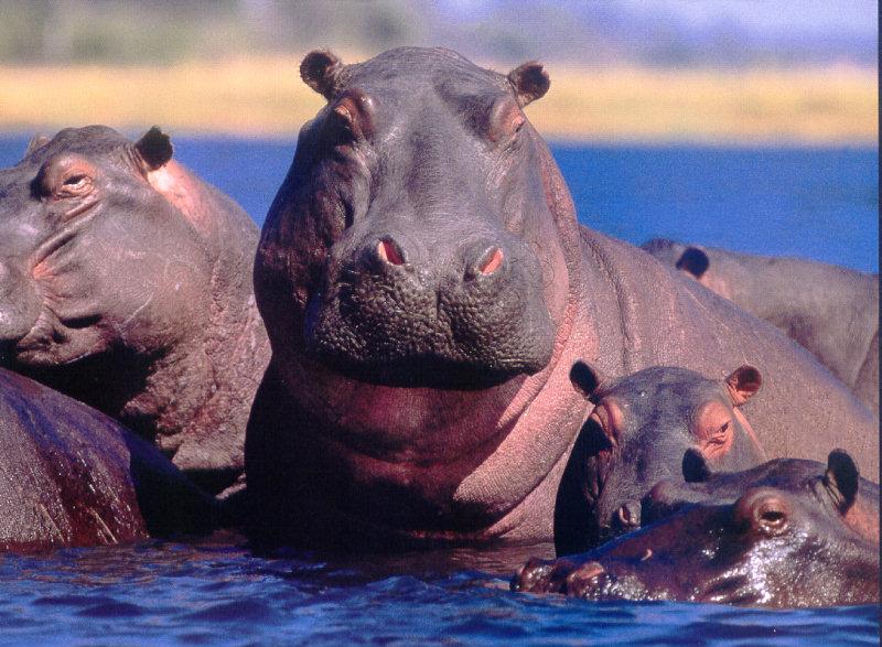 River Hippos (Hippopotamus amphibius){!--하마-->; DISPLAY FULL IMAGE.