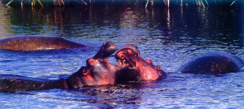 River Hippos (Hippopotamus amphibius){!--하마-->; DISPLAY FULL IMAGE.