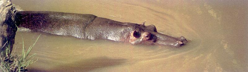 River Hippo (Hippopotamus amphibius){!--하마-->; DISPLAY FULL IMAGE.