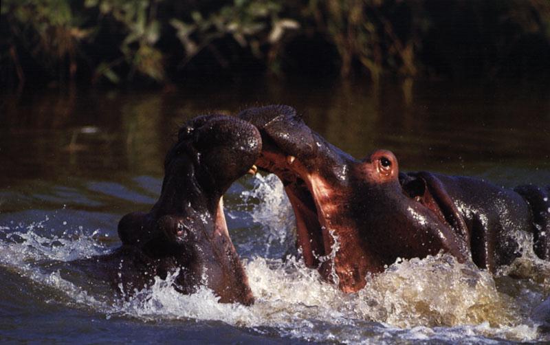 River Hippos (Hippopotamus amphibius){!--하마-->; DISPLAY FULL IMAGE.