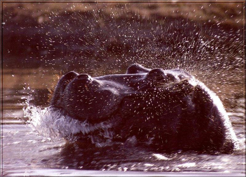 River Hippo (Hippopotamus amphibius){!--하마-->; DISPLAY FULL IMAGE.