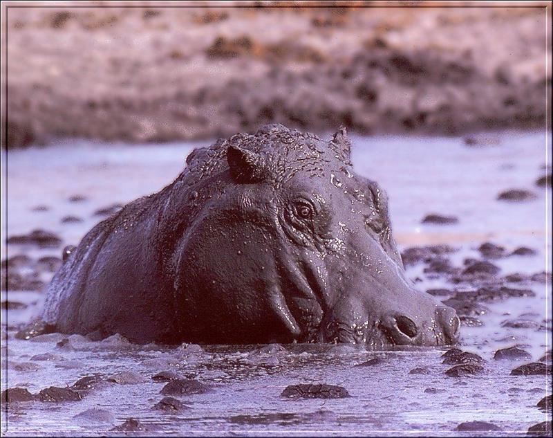 River Hippo (Hippopotamus amphibius){!--하마-->; DISPLAY FULL IMAGE.