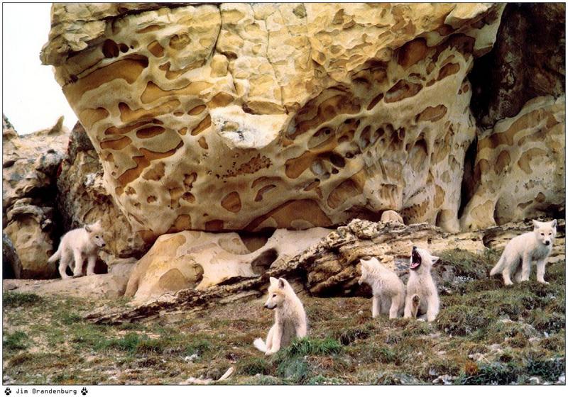 Arctic Wolves (Canis lupus arctos) {!--북극이리, 북극늑대--> - pups; DISPLAY FULL IMAGE.