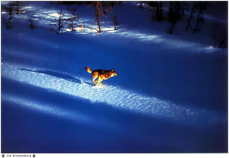 Jim Brandenburg: Brother Wolf 1998 calendar - Gray Wolf; DISPLAY FULL IMAGE.