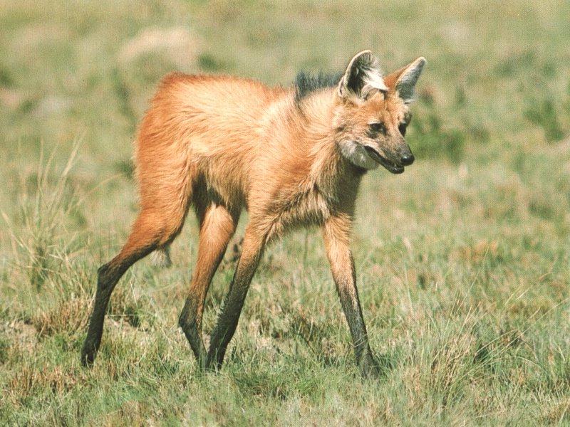 Maned wolf (Chrysocyon brachyurus){!--갈기늑대-->; DISPLAY FULL IMAGE.