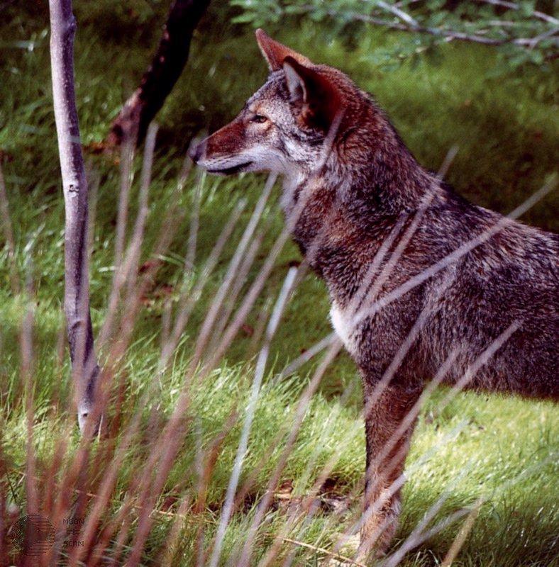 Red Wolf (Canis rufus){!--붉은늑대-->; DISPLAY FULL IMAGE.