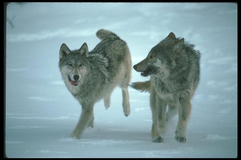 Gray Wolf (Canis lufus) {!--회색늑대-->: wolves on snow; DISPLAY FULL IMAGE.