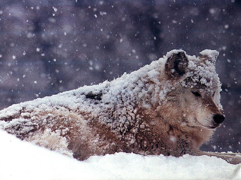 Gray Wolf (Canis lufus) {!--회색늑대--> in snow; DISPLAY FULL IMAGE.