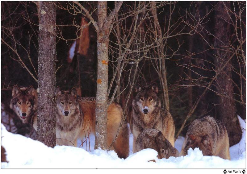 Wolfsong 1996 calendar : Gray Wolf (Canis lufus) {!--회색늑대--> - Art Wolfe; DISPLAY FULL IMAGE.