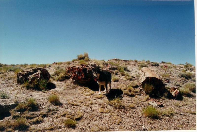 Gray Wolf (Canis lufus) {!--회색늑대--> in the Petrified Forest; DISPLAY FULL IMAGE.