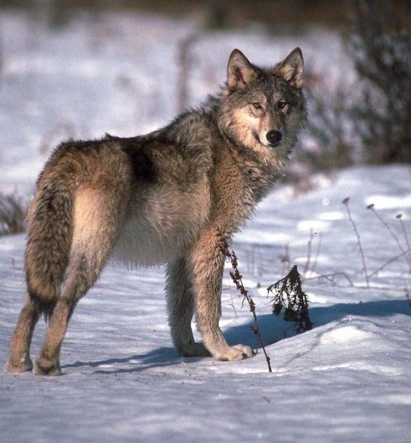 Gray Wolf (Canis lufus) {!--회색늑대--> on snow; DISPLAY FULL IMAGE.