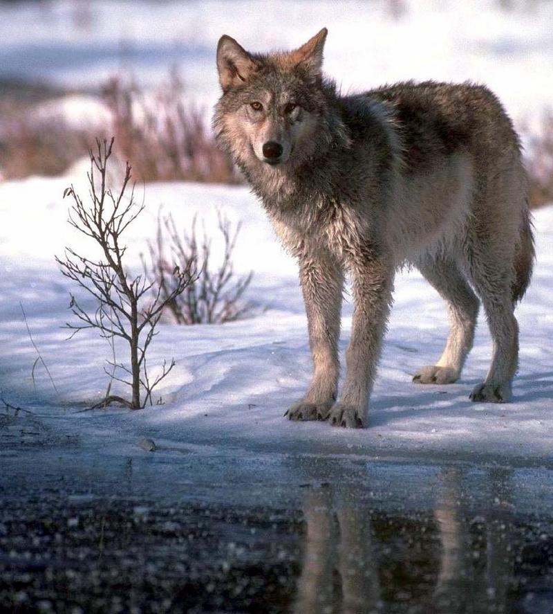 Gray Wolf (Canis lufus) {!--회색늑대--> on snow; DISPLAY FULL IMAGE.