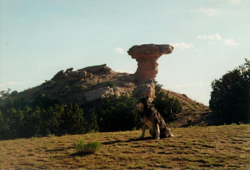 Gray Wolf (Canis lufus) {!--회색늑대--> at Camel Rock; DISPLAY FULL IMAGE.