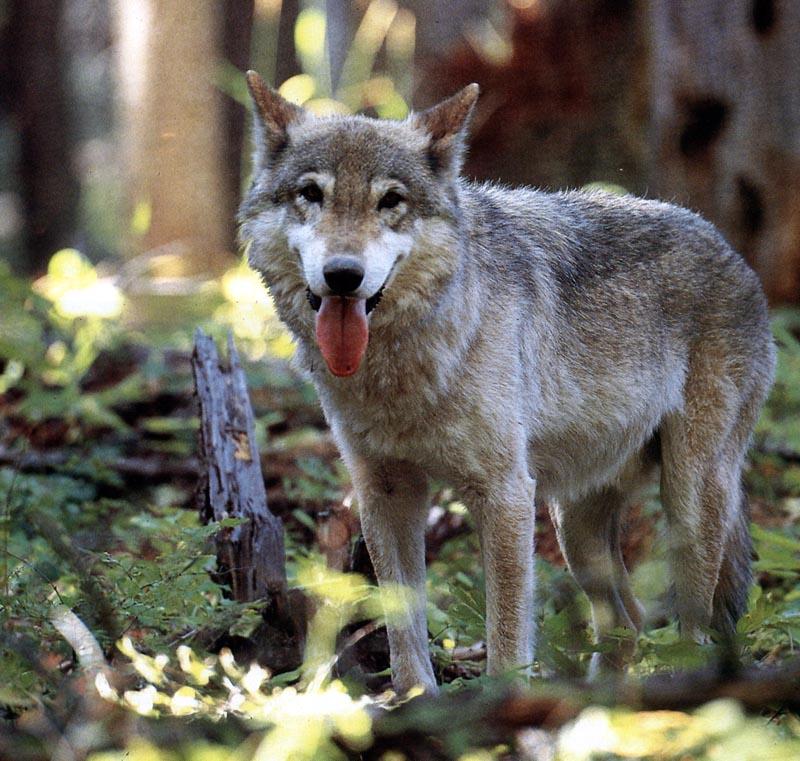 Gray Wolf (Canis lufus) {!--회색늑대-->; DISPLAY FULL IMAGE.