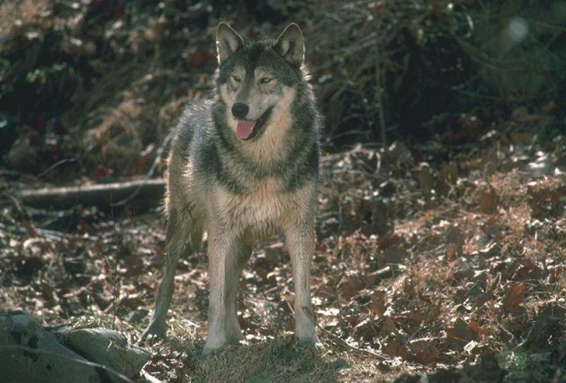 Gray Wolf (Canis lufus) {!--회색늑대-->; DISPLAY FULL IMAGE.