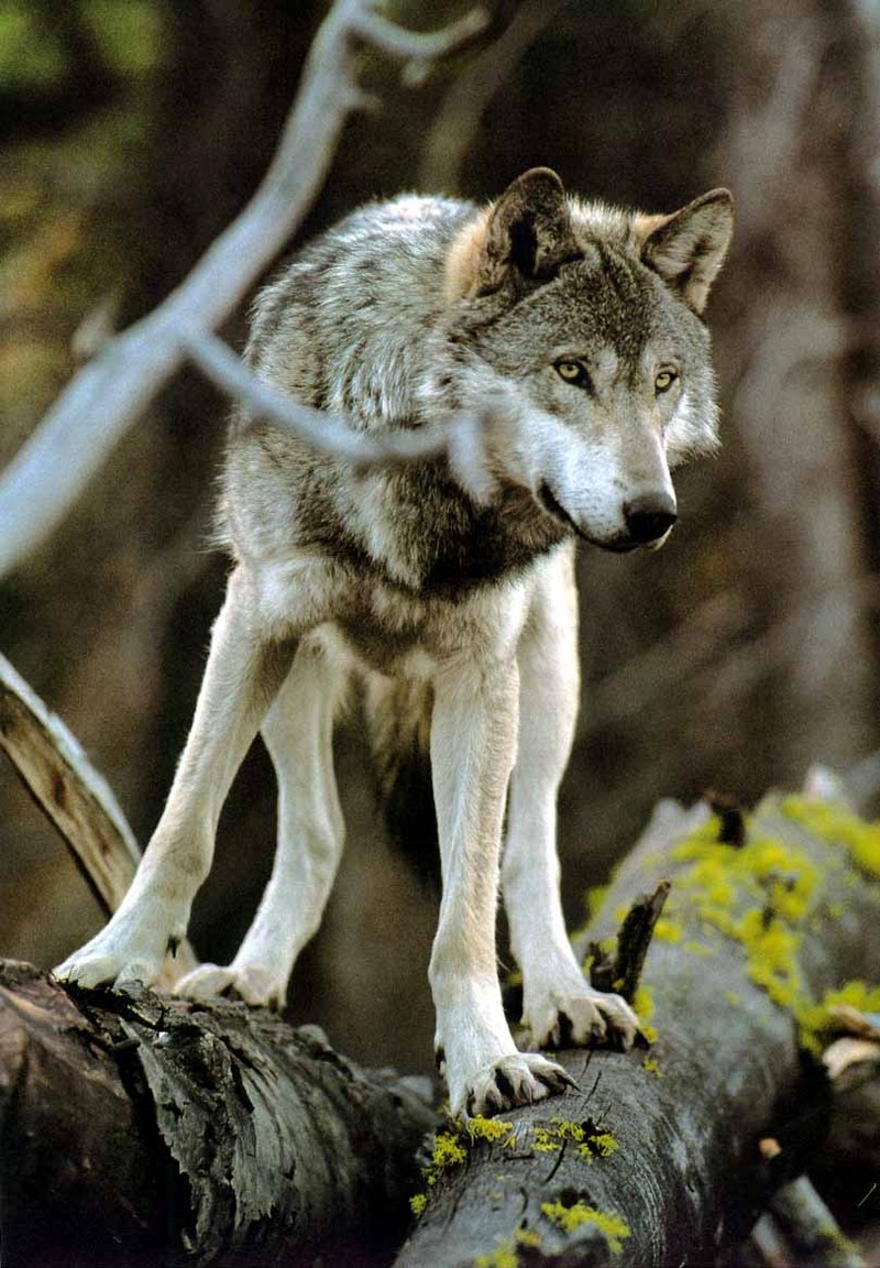 Gray Wolf (Canis lufus) {!--회색늑대-->; DISPLAY FULL IMAGE.