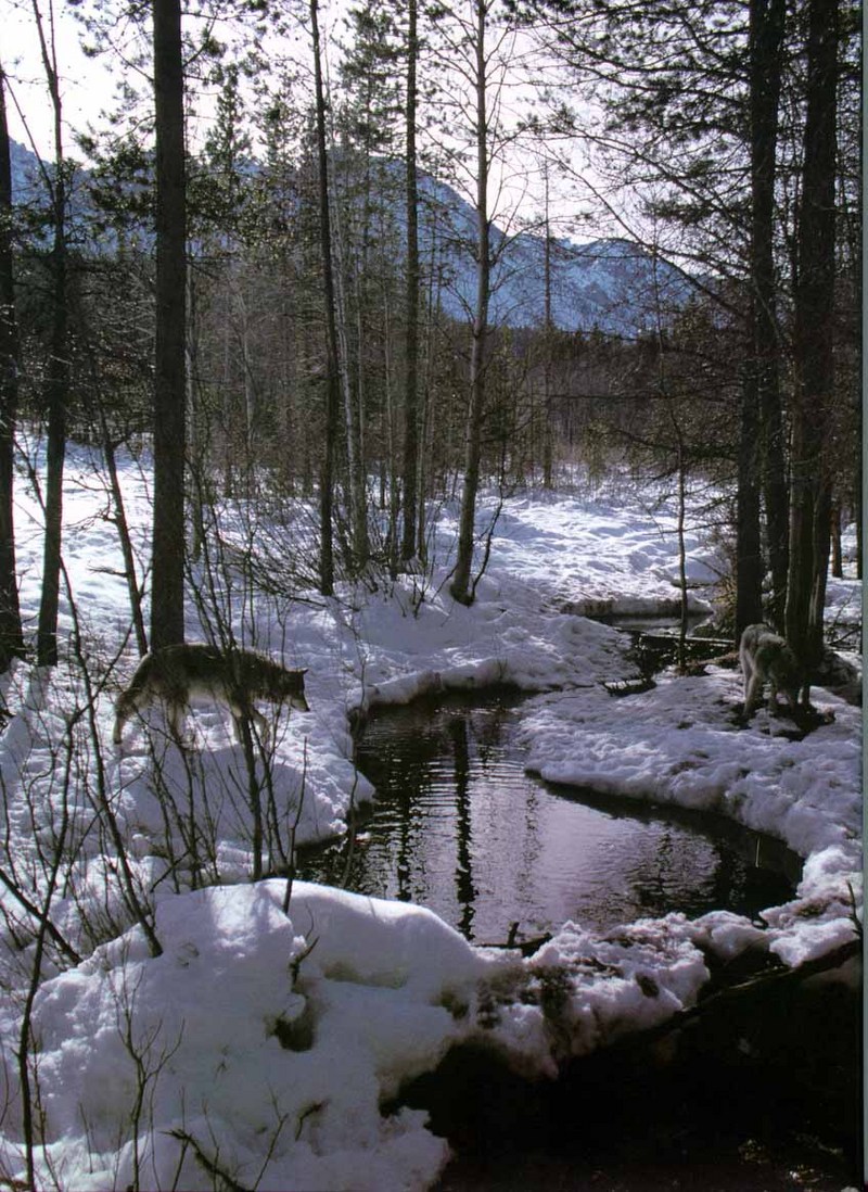 Gray Wolf (Canis lufus) {!--회색늑대-->; DISPLAY FULL IMAGE.