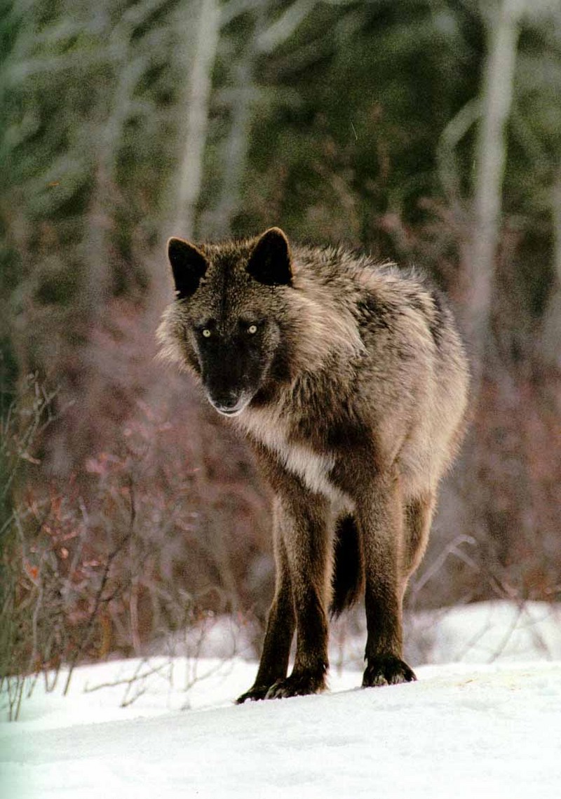 Gray Wolf (Canis lufus) {!--회색늑대-->; DISPLAY FULL IMAGE.