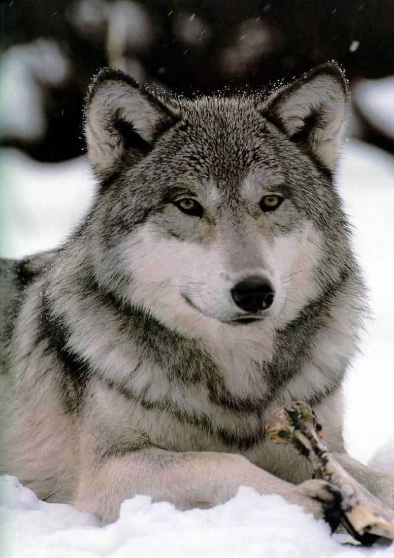 Gray Wolf (Canis lufus) {!--회색늑대-->; DISPLAY FULL IMAGE.