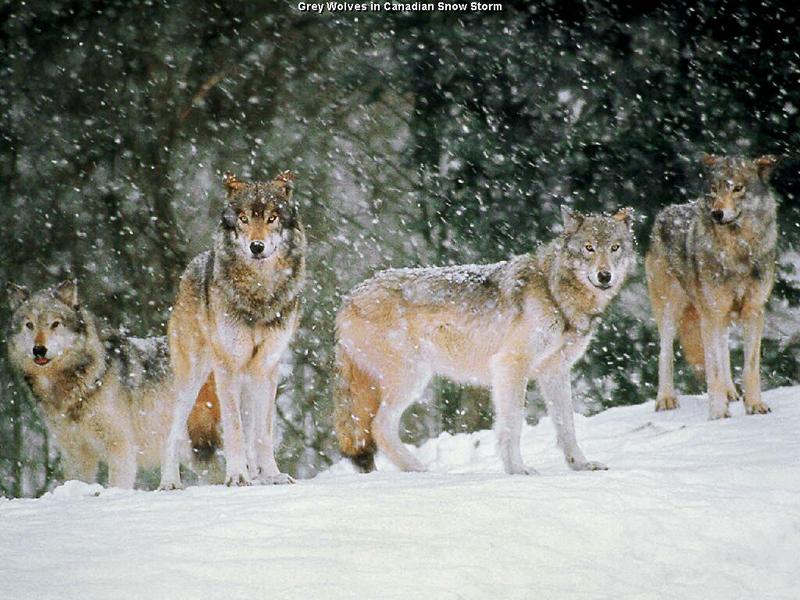 Gray Wolves (Canis lufus) {!--회색늑대--> - snow pack in snow; DISPLAY FULL IMAGE.