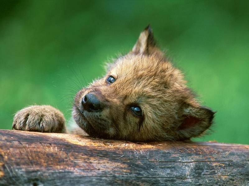 Gray Wolf (Canis lufus) {!--회색늑대--> pup; DISPLAY FULL IMAGE.