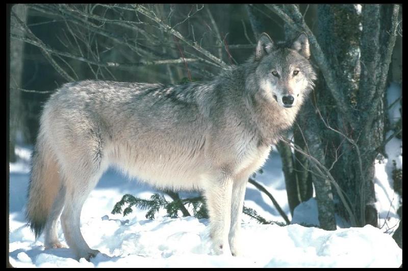 Gray Wolf (Canis lufus) {!--회색늑대-->; DISPLAY FULL IMAGE.