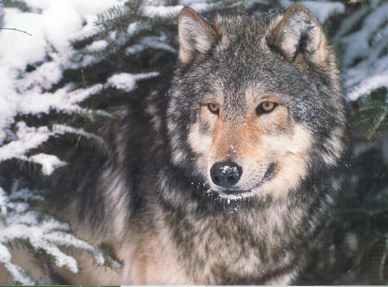 Gray Wolf (Canis lufus) {!--회색늑대-->; DISPLAY FULL IMAGE.