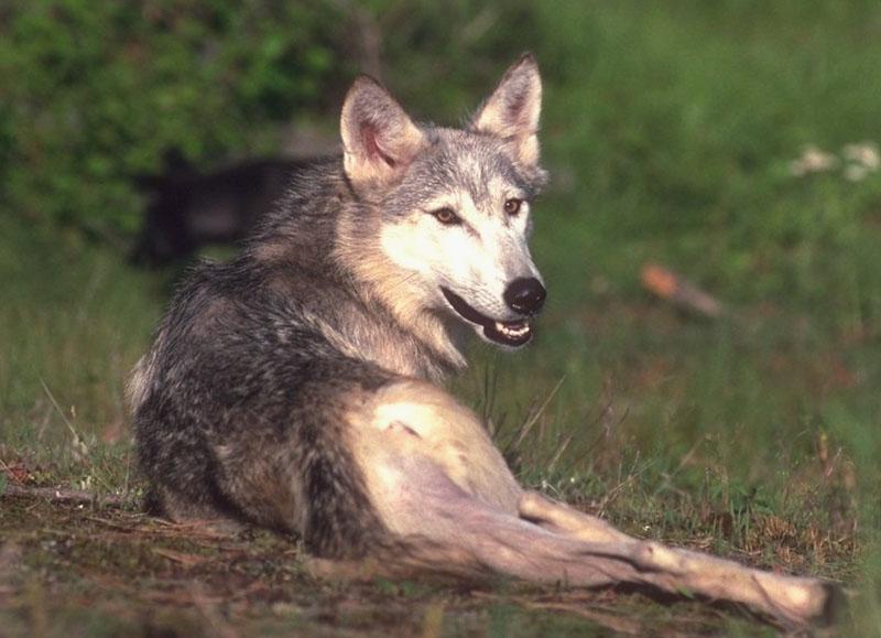 Gray Wolf (Canis lufus) {!--회색늑대-->; DISPLAY FULL IMAGE.