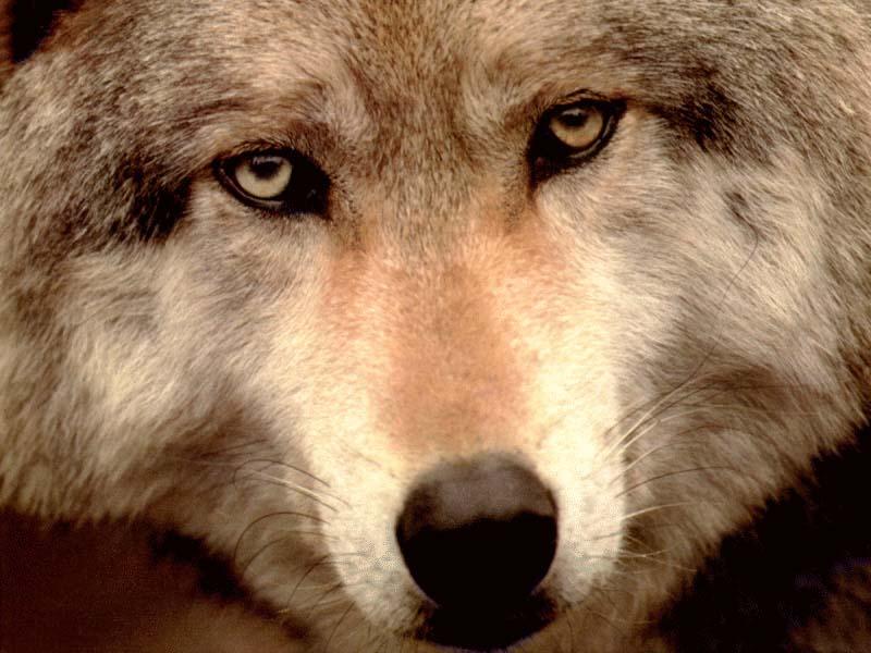 Gray Wolf (Canis lufus) {!--회색늑대--> : face; DISPLAY FULL IMAGE.