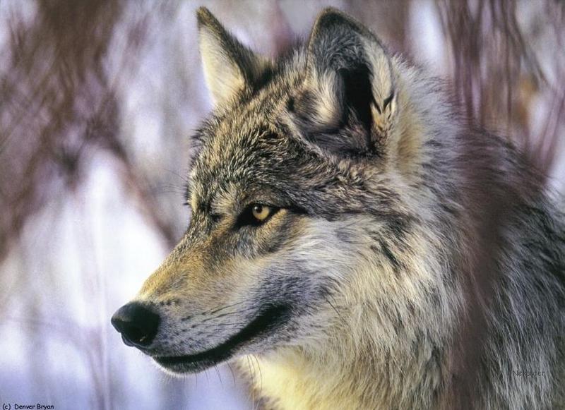 Gray Wolf (Canis lufus) {!--회색늑대-->; DISPLAY FULL IMAGE.