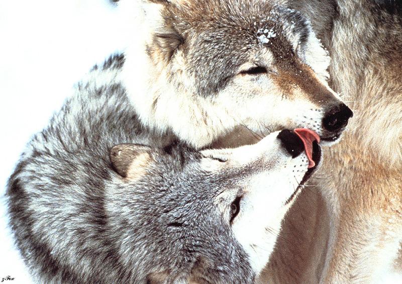 Yellowstone: Gray Wolf (Canis lufus) {!--회색늑대--> kiss; DISPLAY FULL IMAGE.