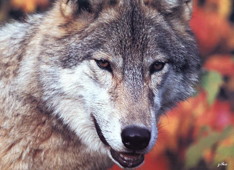 Yellowstone: Gray Wolf (Canis lufus) {!--회색늑대--> face; DISPLAY FULL IMAGE.