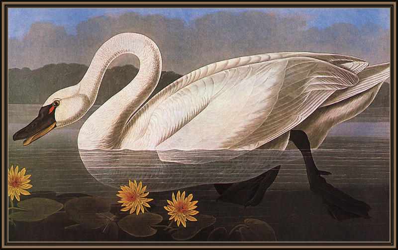 [Animal Art] Audubon - Common American Swan aka Tundra Swan (Cygnus columbianus) {!--미국고니-->; DISPLAY FULL IMAGE.