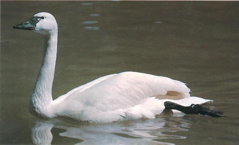 Tundra Swan (Cygnus columbianus) {!--미국고니-->; DISPLAY FULL IMAGE.