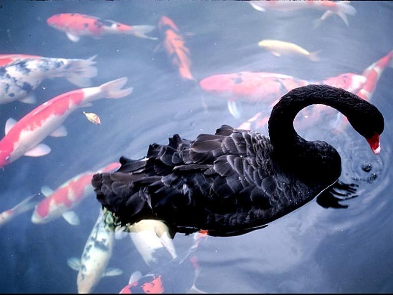 Black Swan (Cygnus atratus) {!--흑고니-->; DISPLAY FULL IMAGE.