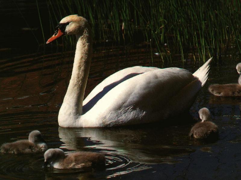 Mute Swan (Cygnus olor) {!--혹고니/백조--> - cygnets; DISPLAY FULL IMAGE.