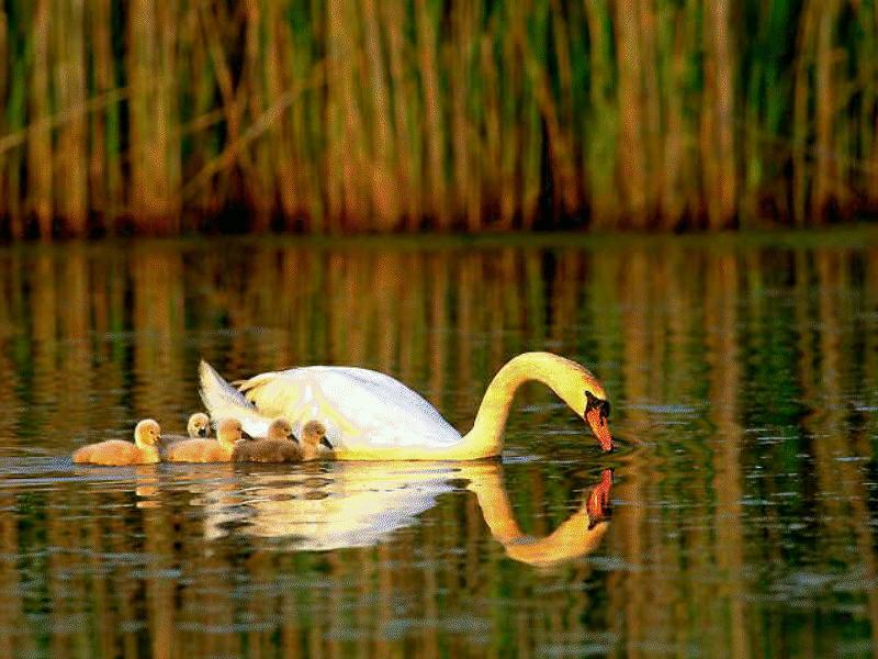 Mute Swan (Cygnus olor) {!--혹고니/백조-->; DISPLAY FULL IMAGE.