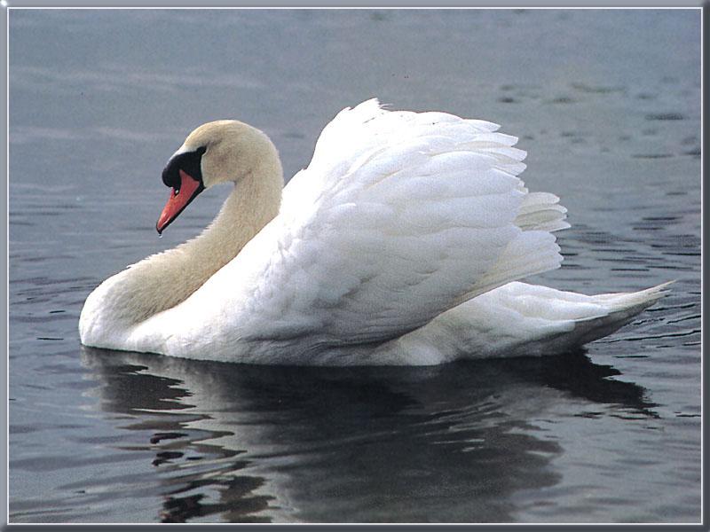 Mute Swan (Cygnus olor) {!--혹고니/백조-->; DISPLAY FULL IMAGE.
