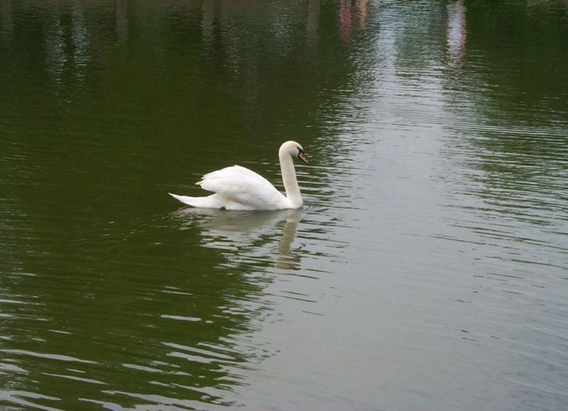 Mute Swan (Cygnus olor) {!--혹고니/백조-->; DISPLAY FULL IMAGE.