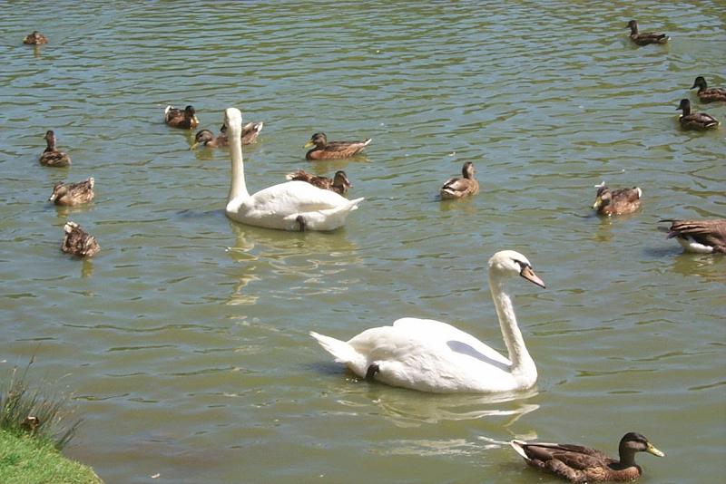 Mute Swan (Cygnus olor) {!--혹고니/백조--> pair; DISPLAY FULL IMAGE.