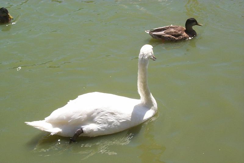 Mute Swan (Cygnus olor) {!--혹고니/백조-->; DISPLAY FULL IMAGE.