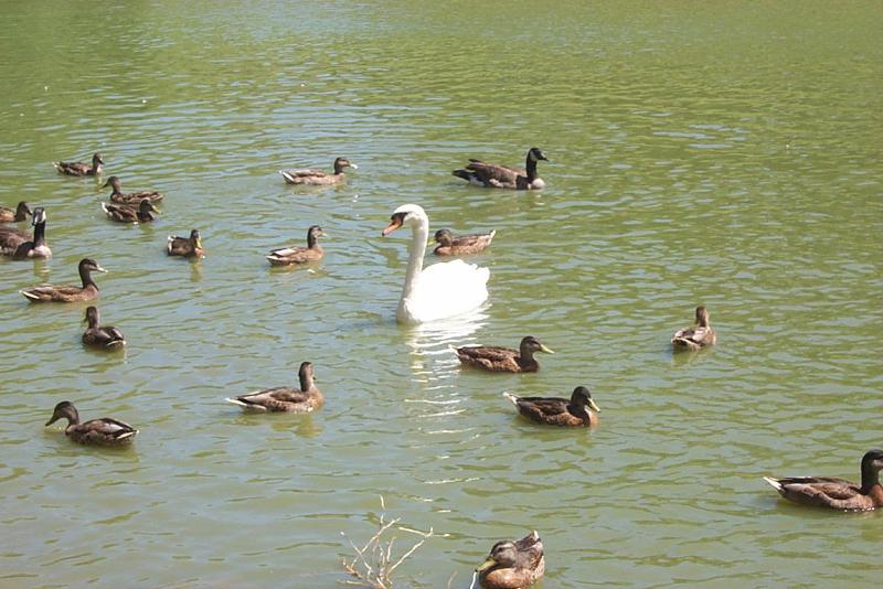 Mute Swan (Cygnus olor) {!--혹고니/백조-->; DISPLAY FULL IMAGE.